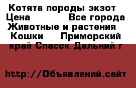 Котята породы экзот › Цена ­ 7 000 - Все города Животные и растения » Кошки   . Приморский край,Спасск-Дальний г.